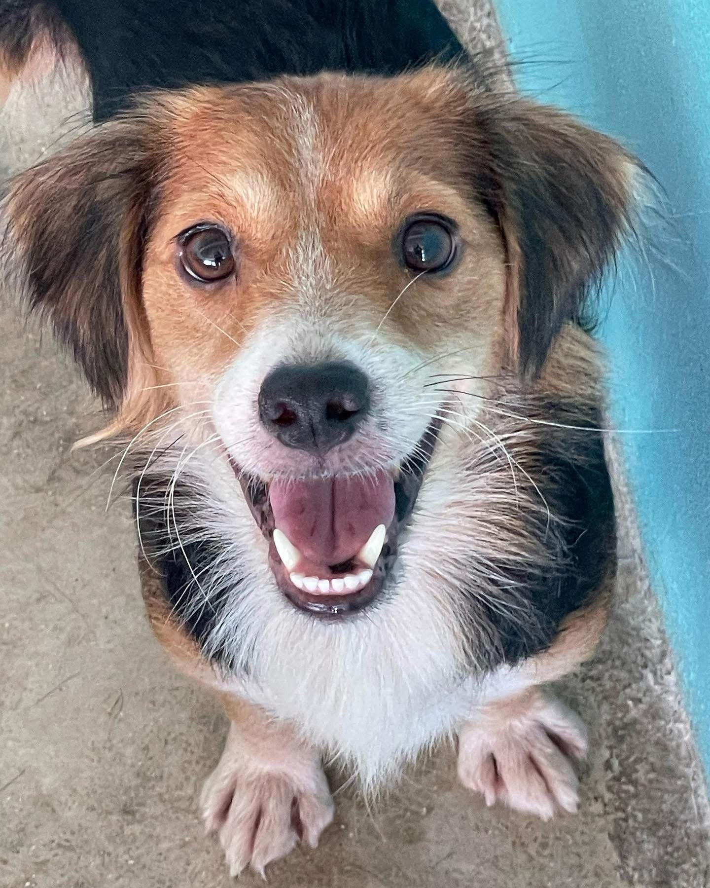 Rescue animal from Ocean Acres